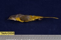 藏品(灰喉山椒鳥)的圖片